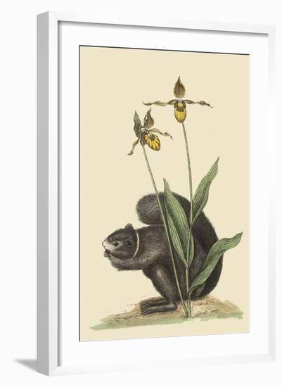 Black Squirrel-Mark Catesby-Framed Art Print