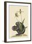 Black Squirrel-Mark Catesby-Framed Art Print