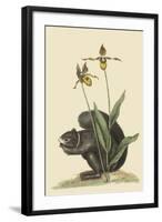 Black Squirrel-Mark Catesby-Framed Art Print