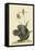 Black Squirrel-Mark Catesby-Framed Stretched Canvas