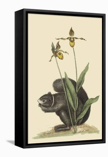 Black Squirrel-Mark Catesby-Framed Stretched Canvas