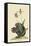 Black Squirrel-Mark Catesby-Framed Stretched Canvas