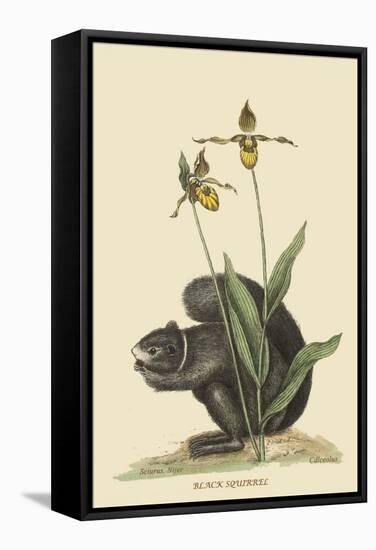 Black Squirrel-Mark Catesby-Framed Stretched Canvas