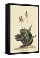 Black Squirrel-Mark Catesby-Framed Stretched Canvas