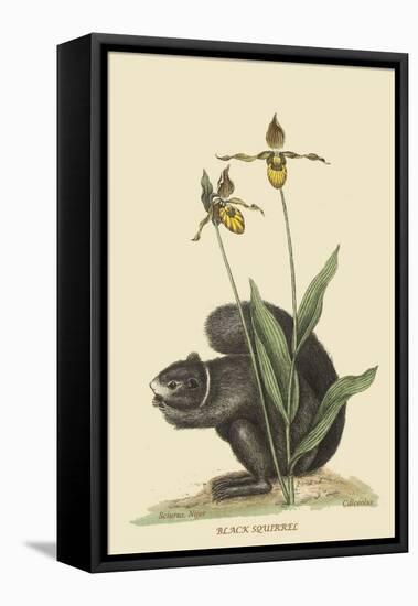 Black Squirrel-Mark Catesby-Framed Stretched Canvas