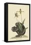 Black Squirrel-Mark Catesby-Framed Stretched Canvas