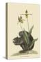 Black Squirrel-Mark Catesby-Stretched Canvas