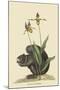 Black Squirrel-Mark Catesby-Mounted Art Print