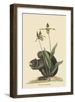 Black Squirrel-Mark Catesby-Framed Art Print