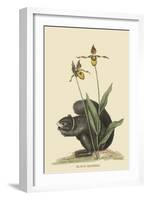 Black Squirrel-Mark Catesby-Framed Art Print