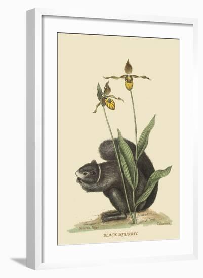 Black Squirrel-Mark Catesby-Framed Art Print