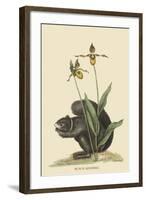 Black Squirrel-Mark Catesby-Framed Art Print