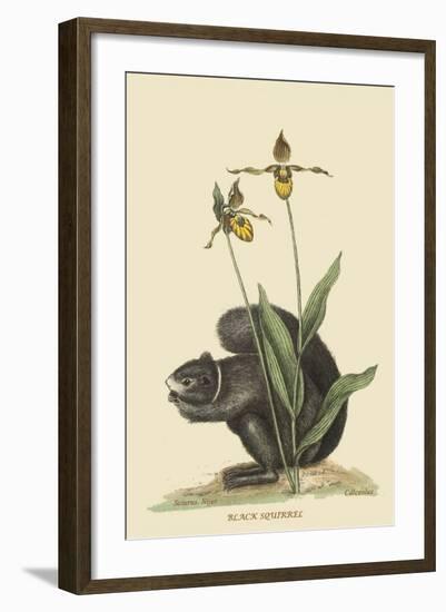 Black Squirrel-Mark Catesby-Framed Art Print