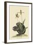 Black Squirrel-Mark Catesby-Framed Art Print