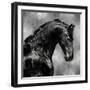 Black Stallion on Silver-Martin Rose-Framed Art Print