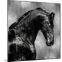 Black Stallion on Silver-Martin Rose-Mounted Art Print