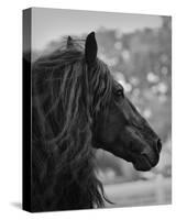 Black Stallion-Melanie Snowhite-Stretched Canvas