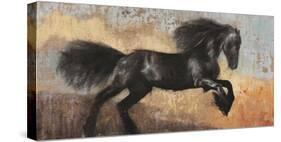 Black Stallion-Dario Moschetta-Stretched Canvas