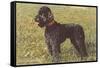 Black Standard Poodle on Grass-null-Framed Stretched Canvas