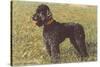 Black Standard Poodle on Grass-null-Stretched Canvas