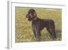 Black Standard Poodle on Grass-null-Framed Art Print