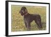 Black Standard Poodle on Grass-null-Framed Art Print