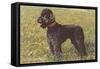 Black Standard Poodle on Grass-null-Framed Stretched Canvas