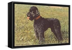 Black Standard Poodle on Grass-null-Framed Stretched Canvas