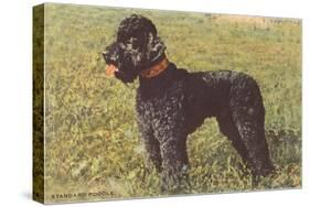 Black Standard Poodle on Grass-null-Stretched Canvas