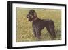 Black Standard Poodle on Grass-null-Framed Art Print