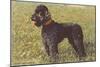 Black Standard Poodle on Grass-null-Mounted Art Print