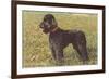 Black Standard Poodle on Grass-null-Framed Premium Giclee Print
