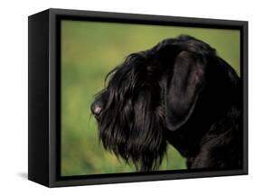 Black Standard Schnauzer Profile-Adriano Bacchella-Framed Stretched Canvas