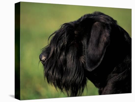 Black Standard Schnauzer Profile-Adriano Bacchella-Stretched Canvas