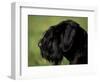 Black Standard Schnauzer Profile-Adriano Bacchella-Framed Premium Photographic Print