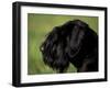 Black Standard Schnauzer Profile-Adriano Bacchella-Framed Photographic Print