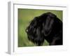 Black Standard Schnauzer Profile-Adriano Bacchella-Framed Photographic Print