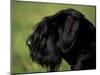 Black Standard Schnauzer Profile-Adriano Bacchella-Mounted Photographic Print