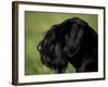 Black Standard Schnauzer Profile-Adriano Bacchella-Framed Photographic Print