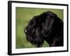 Black Standard Schnauzer Profile-Adriano Bacchella-Framed Photographic Print