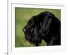 Black Standard Schnauzer Profile-Adriano Bacchella-Framed Photographic Print