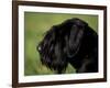 Black Standard Schnauzer Profile-Adriano Bacchella-Framed Photographic Print