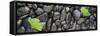 Black Stones And Ginko Leaves Panorama-Steve Gadomski-Framed Stretched Canvas