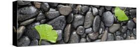 Black Stones And Ginko Leaves Panorama-Steve Gadomski-Stretched Canvas