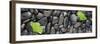 Black Stones And Ginko Leaves Panorama-Steve Gadomski-Framed Photographic Print