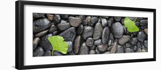 Black Stones And Ginko Leaves Panorama-Steve Gadomski-Framed Photographic Print