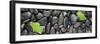 Black Stones And Ginko Leaves Panorama-Steve Gadomski-Framed Photographic Print