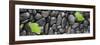 Black Stones And Ginko Leaves Panorama-Steve Gadomski-Framed Photographic Print