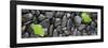 Black Stones And Ginko Leaves Panorama-Steve Gadomski-Framed Photographic Print