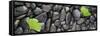 Black Stones And Ginko Leaves Panorama-Steve Gadomski-Framed Stretched Canvas
